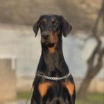 Babitta-female-dobermann-puppy-for-sale-1