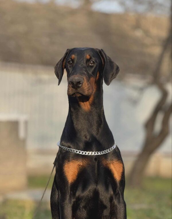 Babitta Dobermann