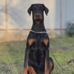 Babitta-female-dobermann-puppy-for-sale-2