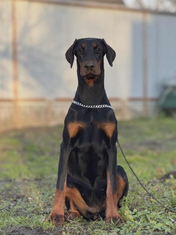 Babitta Dobermann