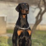 Babitta-female-dobermann-puppy-for-sale-3
