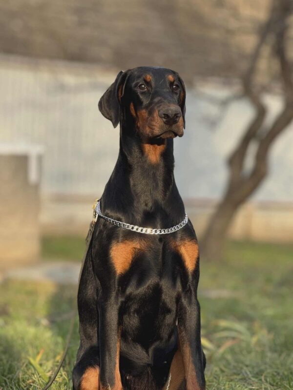 Babitta Dobermann