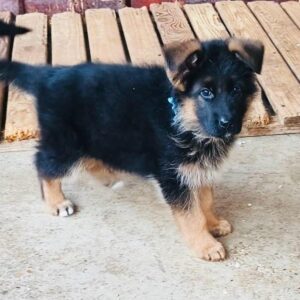 Bagheera German Shepherd