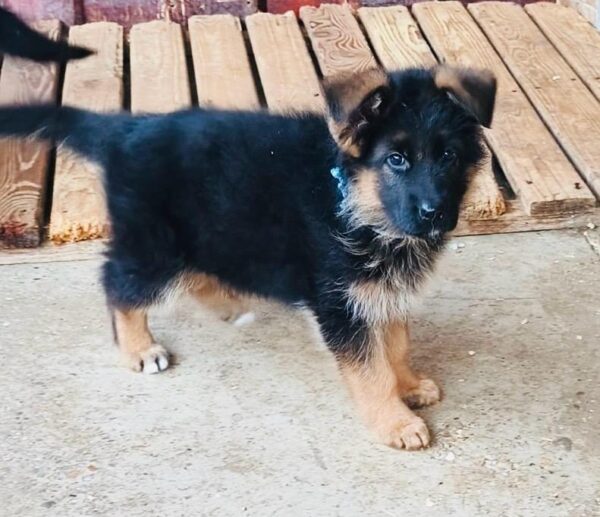 Bagheera German Shepherd Bagheera German Shepherd