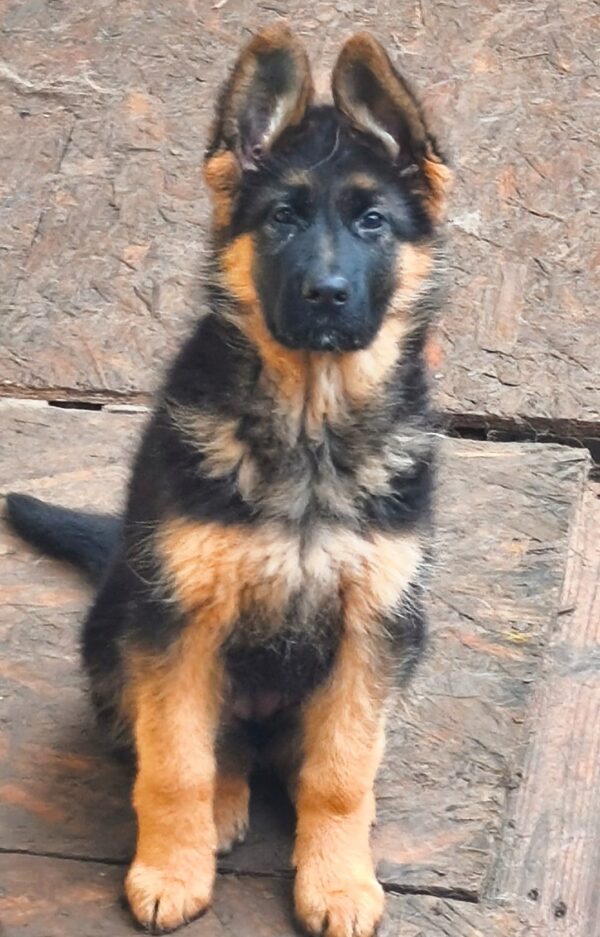 Bagheera German Shepherd Bagheera German Shepherd