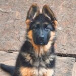 Bagheera-female-german-shepherd-puppy-for-sale-4