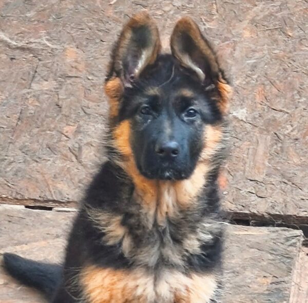 Bagheera German Shepherd Bagheera German Shepherd