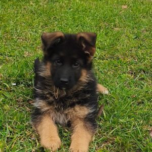 Bagheera German Shepherd
