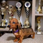 Baloo-male-miniature-dachsund-puppy-for-sale-1 (1)