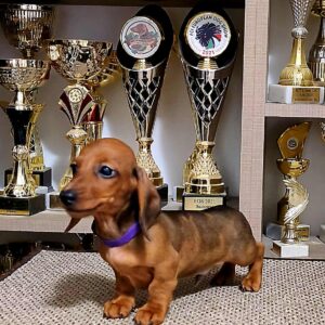 Baloo Miniature Dachshund