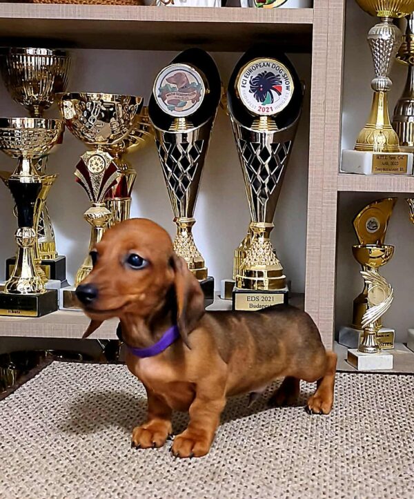 Baloo Miniature Dachshund Baloo Miniature Dachshund