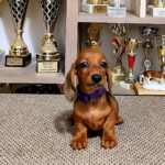 Baloo-male-miniature-dachsund-puppy-for-sale-1 (2)