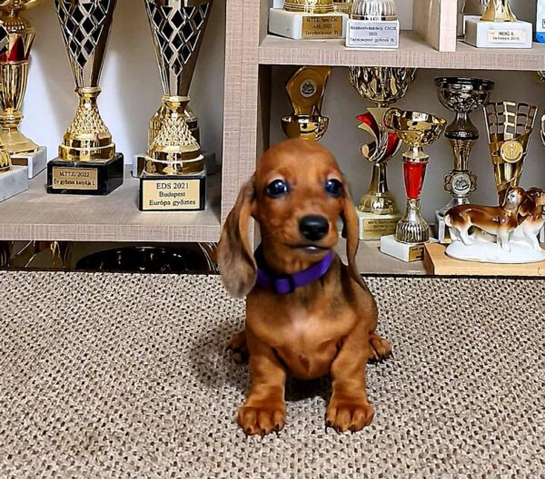 Baloo Miniature Dachshund Baloo Miniature Dachshund