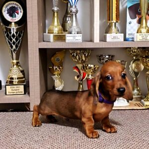 Baloo Miniature Dachshund