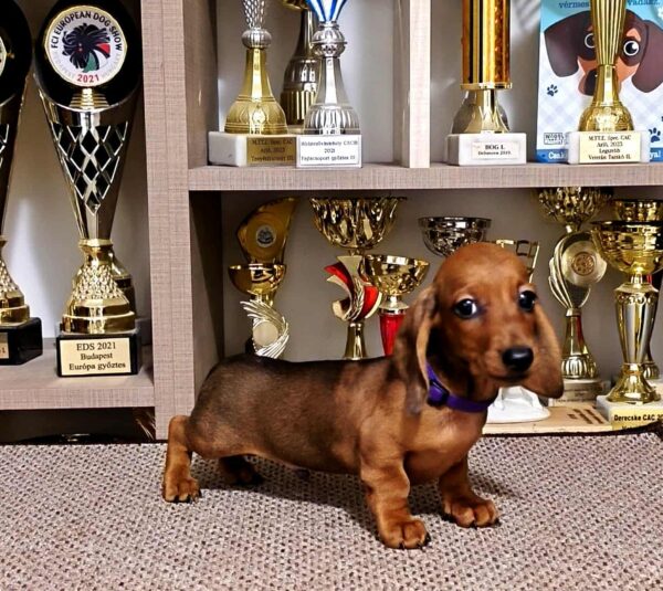 Baloo Miniature Dachshund Baloo Miniature Dachshund