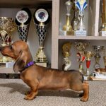 Baloo-male-miniature-dachsund-puppy-for-sale-1 (4)