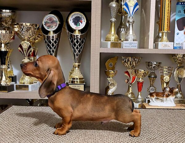 Baloo Miniature Dachshund Baloo Miniature Dachshund