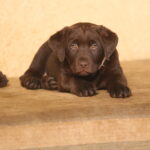 Barbie-female-labrador-puppy-for-sale- (1)