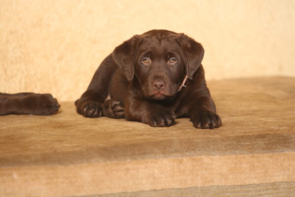 Barbie Labrador Retriever Barbie Labrador Retriever