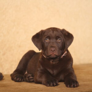 Barbie Labrador Retriever