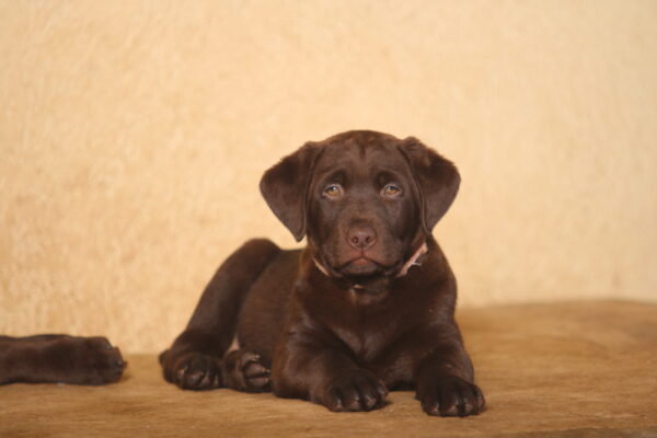 Barbie Labrador Retriever Barbie Labrador Retriever