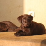 Barbie-female-labrador-puppy-for-sale- (3)