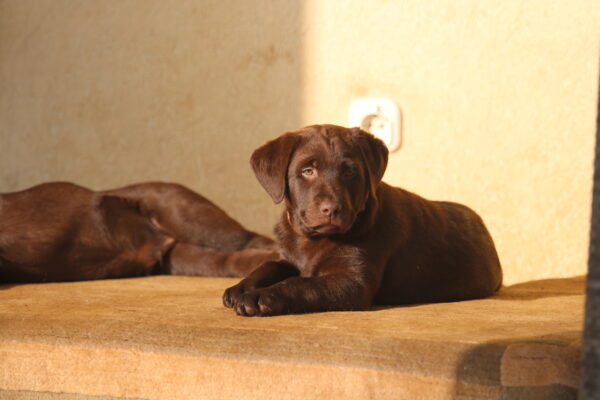 Barbie Labrador Retriever Barbie Labrador Retriever