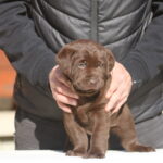 Brenda Labrador Retriever