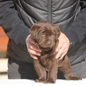 Barbie Labrador Retriever