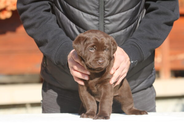 Barbie Labrador Retriever