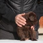Barbie-female-labrador-retriever-puppy-for-sale-1 (2)