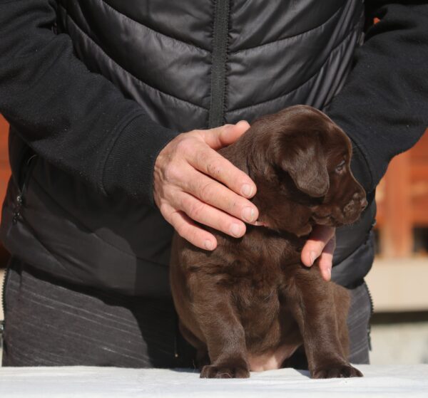 Barbie Labrador Retriever