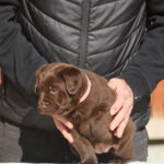 Barbie-female-labrador-retriever-puppy-for-sale-1 (3)