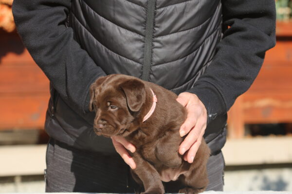 Barbie Labrador Retriever