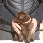 Barbie-female-labrador-retriever-puppy-for-sale-1 (4)
