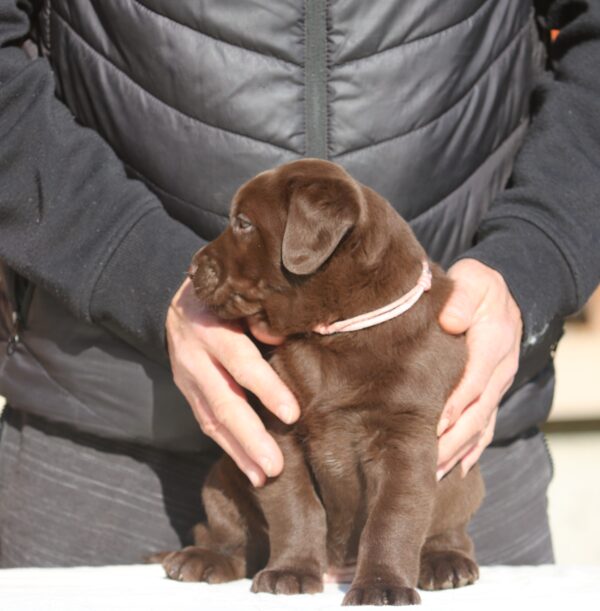 Barbie Labrador Retriever