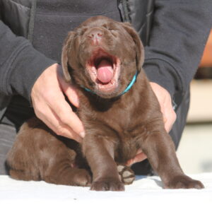 Barnabas Labrador Retriever