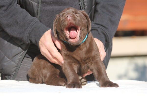 Barnabas Labrador Retriever Barnabas Labrador Retriever