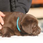 Barnabas-male-labrador-retriever-puppy-for-sale-1