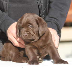 Barnabas Labrador Retriever