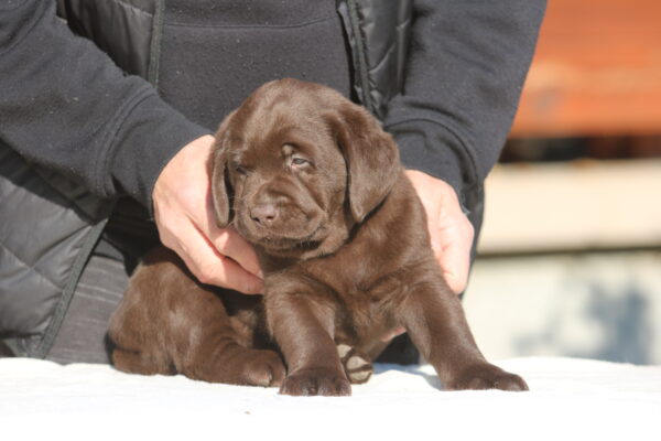 Barnabas Labrador Retriever Barnabas Labrador Retriever