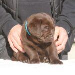 Barnabas-male-labrador-retriever-puppy-for-sale-1 (3)