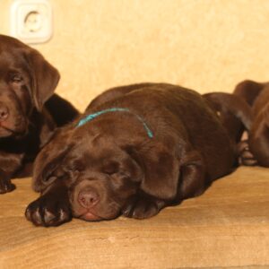 Barnabas Labrador Retriever