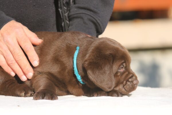 Barnabas Labrador Retriever Barnabas Labrador Retriever