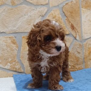 Barney Cavapoo