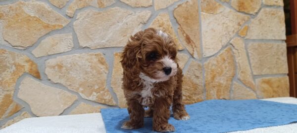 Barney Cavapoo