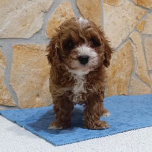 Barney Cavapoo