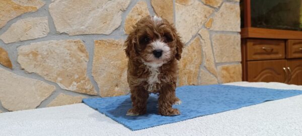 Barney Cavapoo
