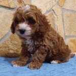 Barney-male-cavapoo-puppy-for-sale- (3)