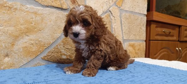 Barney Cavapoo